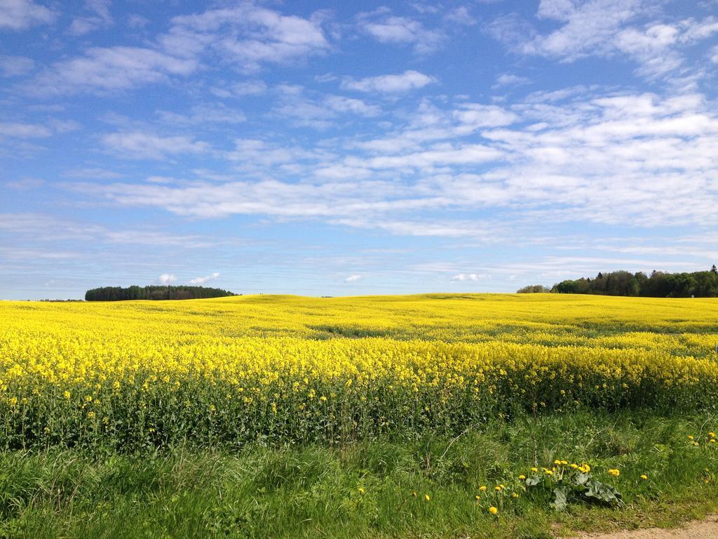 Jablkowo-Na Skraju Puszczy Boreckiej Sniadania W Cenie Jablonowo Exteriér fotografie