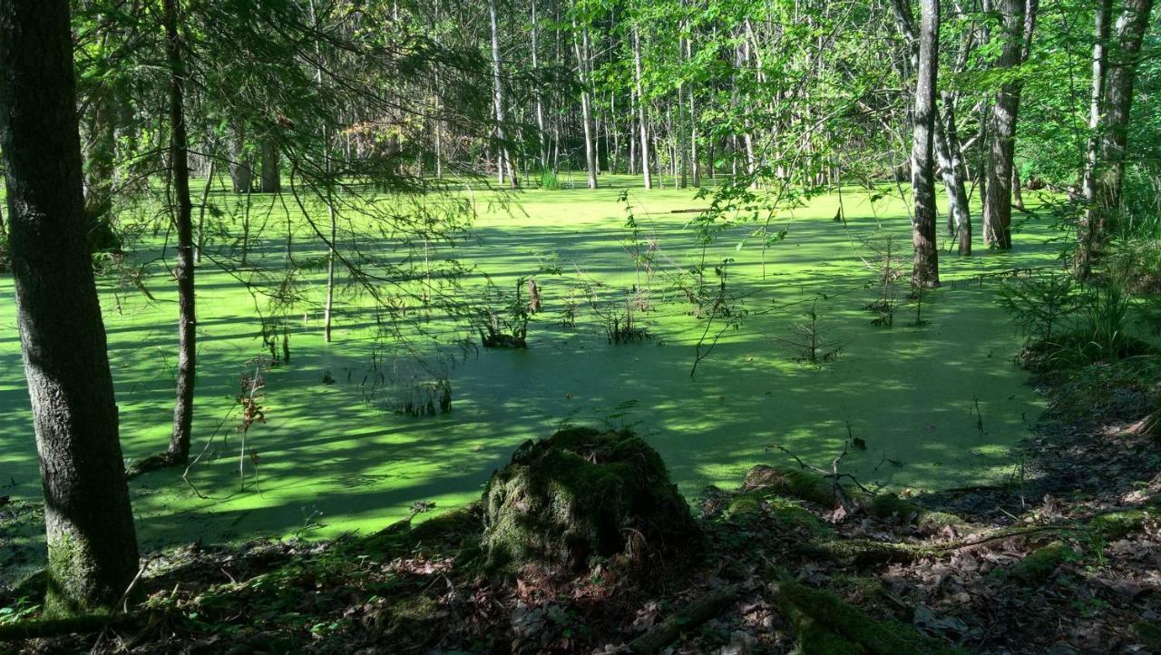Jablkowo-Na Skraju Puszczy Boreckiej Sniadania W Cenie Jablonowo Exteriér fotografie